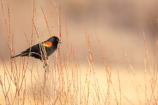 A Close up to a Red-winged blackbird or Agelaius phoeniceus at the beginning of Spring