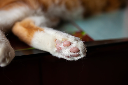 Cat paw close up with blur cat background
