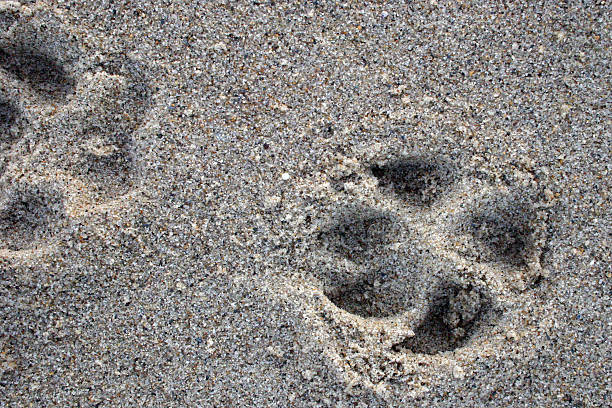 istock Dog Prints in the Sand 139545581