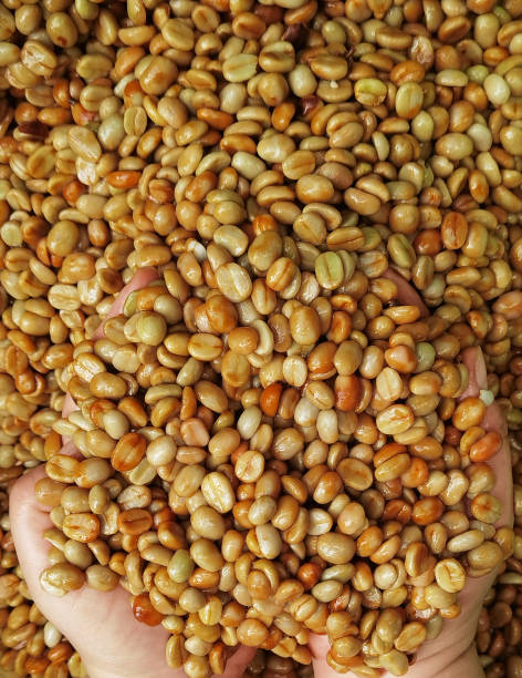 istock close up of green coffee beans 1395455934