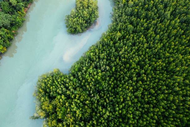 istock High angle mangrove forest and canal water 1395456695