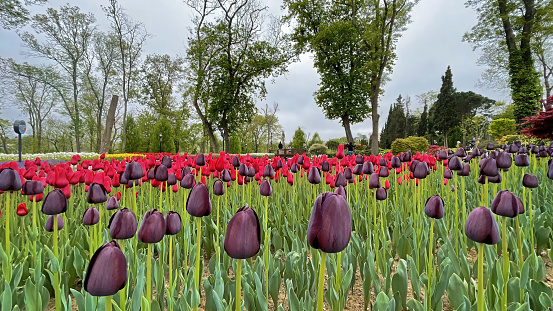 Tulip time and tulip festival in istanbul. Tulips from Emirgan park with their magnificent colors and beauty.