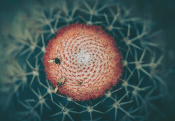 Closeup of spines on cactus, background or texture