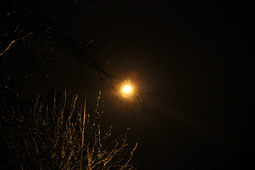 Tree branches in front of the street lamp