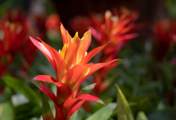 fiori di bromeliacia arancione che sbocciano nel giardino tropicale su uno sfondo di foglie verdi. - bromeliad foto e immagini stock