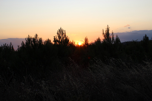 Forest and bushes at sunset
