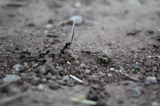 istock Ants carrying food 1395457970