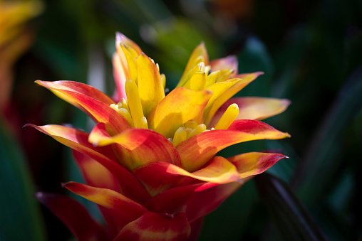 Close-up of yellow-red Bromeliads flowers blooming in the tropical garden on green leaves background. (Bromeliaceae)