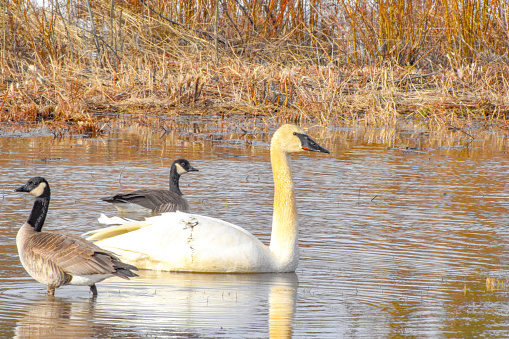 A duck, a swan, and a Canadian goose stop for a moment of rest in a pond.