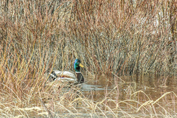 istock Mallard Duck in the Dry Grasses 1395459449