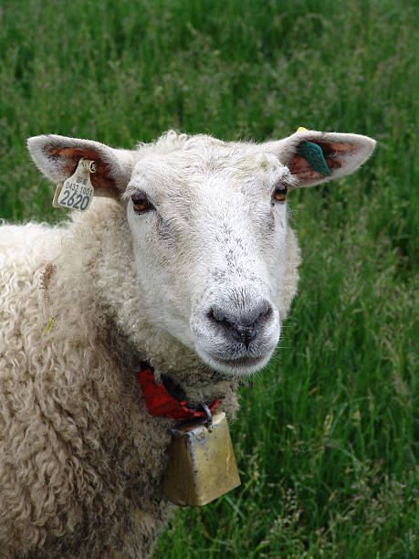 sheep stock photo