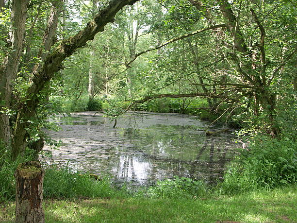 Mill Pond A view of a mill pond , a very bright day with the sunlight filtering through the trees lighting the swampy water of the pond ,if you buy a download could you site mail me and let me know what you use it for, would love to know :)   burton sussex stock pictures, royalty-free photos & images