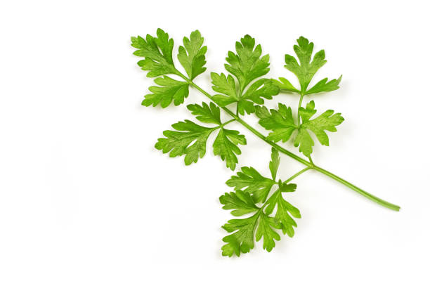 istock Parsley leaves close-up on a white background. 1395461112