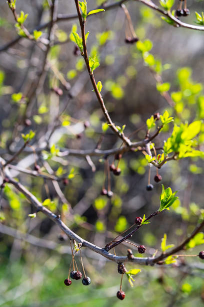 nouvelles feuilles printanières avec de vieilles baies sèches sur la branche, mise au point sélective. les bourgeons des arbres fleurissent, de près. germination des premières feuilles de printemps. - branch dry defocused close up photos et images de collection