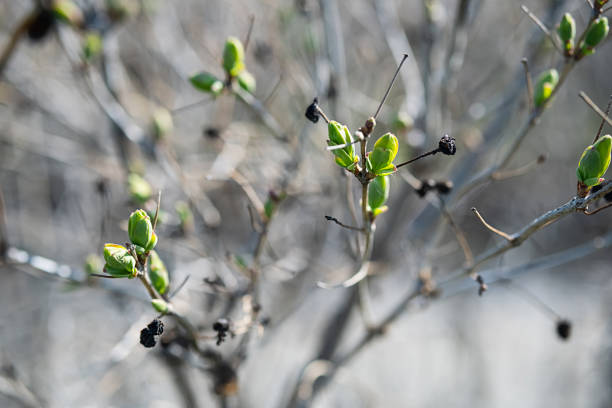 nouvelles feuilles printanières avec de vieilles baies sèches sur la branche, mise au point sélective. les bourgeons des arbres fleurissent, de près. germination des premières feuilles de printemps. - branch dry defocused close up photos et images de collection