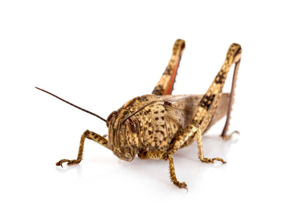 grasshopper on the courtain against flies