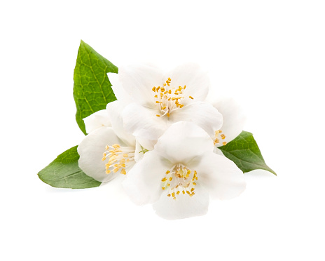 Jasmin flower on white backgrounds