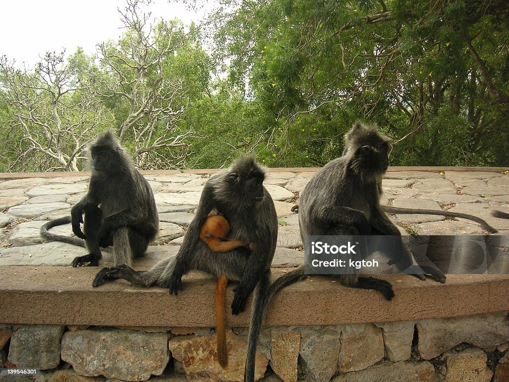 Troop di monkies - Foto stock royalty-free di Cercopiteco dal diadema