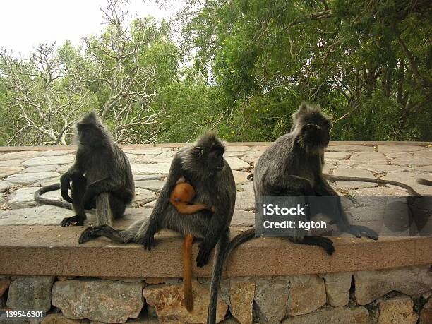 Troop Di Monkies - Fotografie stock e altre immagini di Cercopiteco dal diadema - Cercopiteco dal diadema, Colore nero, Composizione orizzontale