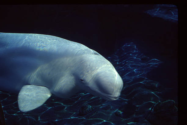 a white whale stock photo