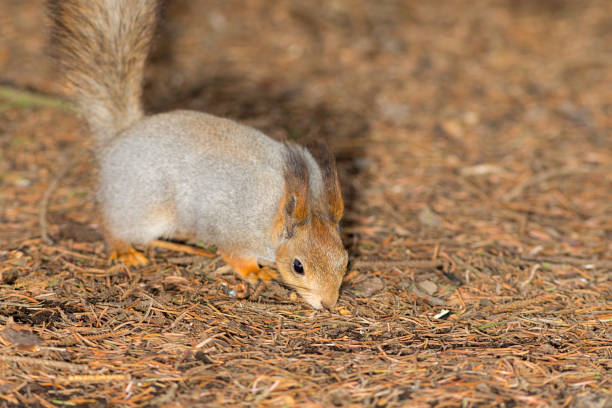 portrait of a squirrel on the ground in forest closeup
