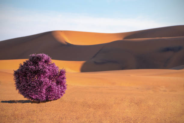 A Moroccan man stands in the desert in a firm position and heads towards Mecca to begin the afternoon prayer.