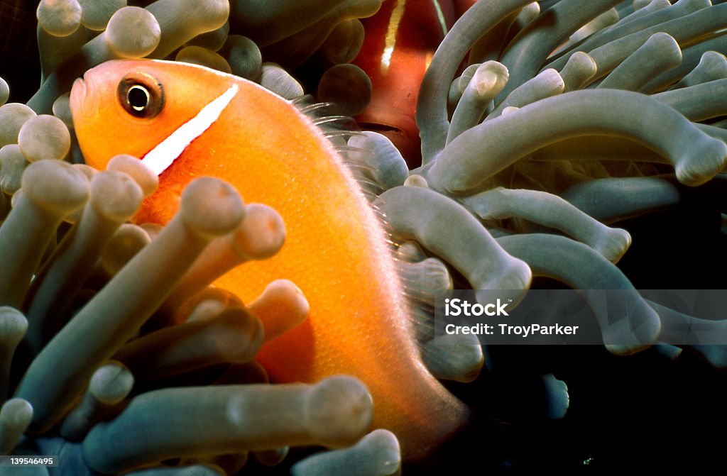 Anémona Clownfish em Casa - Royalty-free Entrelaçado Foto de stock