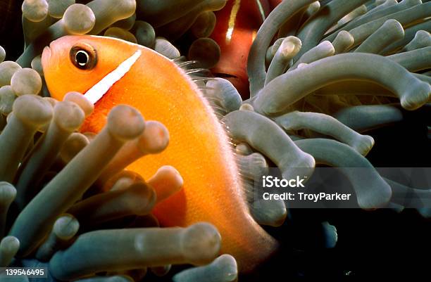 Foto de Peixepalhaço Em Anêmona Casa e mais fotos de stock de Entrelaçado - Entrelaçado, Fotografia - Imagem, Harmonia