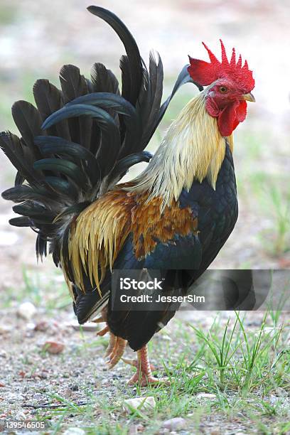 Photo libre de droit de Coq banque d'images et plus d'images libres de droit de Coq - Coq, Coquelet, Kampung