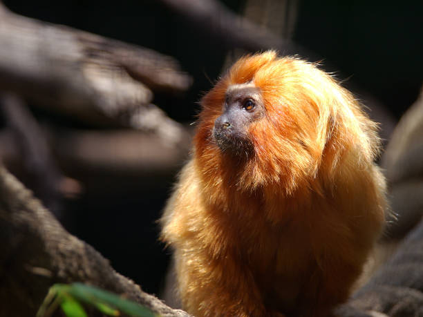 istock Golden Lion Tamarin 139546560