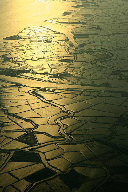 Rice field stock photo