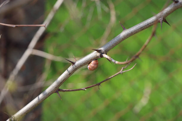 istock little snail on a branch of thorns 1395467800
