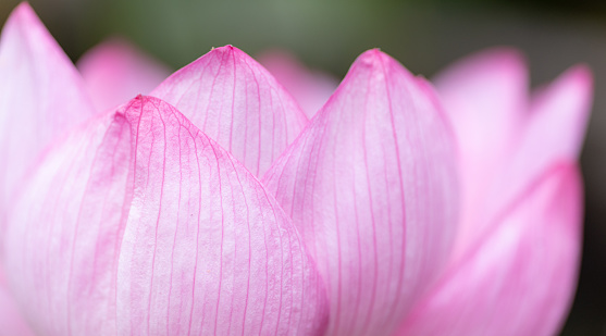 lotus Flower