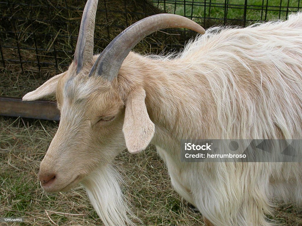 Deutsche Ziege - Lizenzfrei Agrarbetrieb Stock-Foto