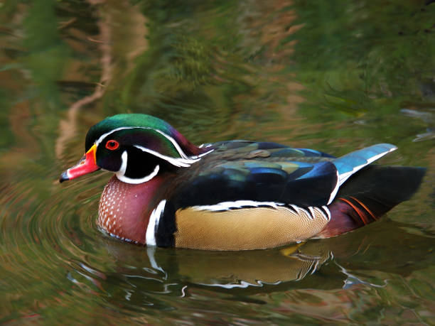 istock American Wood Duck 139547095