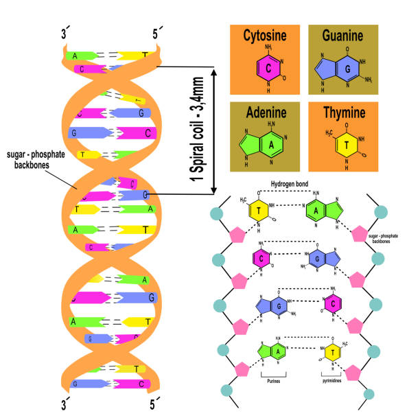 Deoxyribose Example Dna Structure Deoxyribose