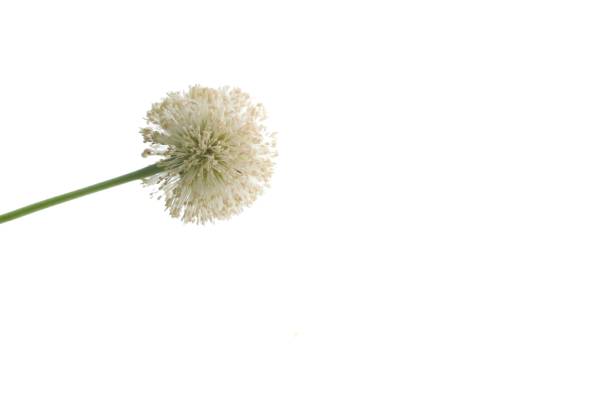 istock A white popinac or lead tree flower blossom on white isolated background with copy space 1395471296