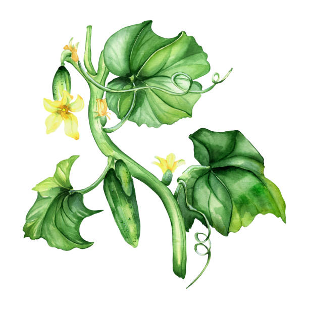 istock Green cucumber plant watercolor illustration on white. 1395471444