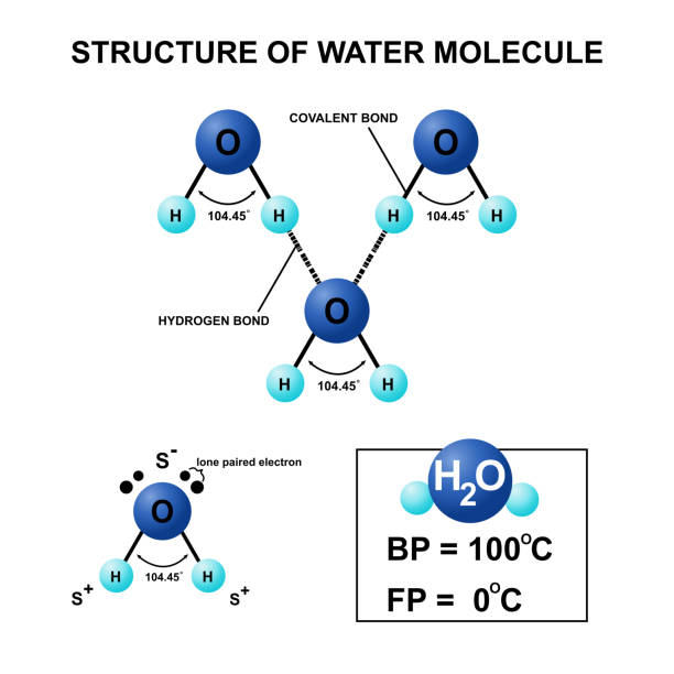 ilustraciones, imágenes clip art, dibujos animados e iconos de stock de estructura del agua sobre fondo blanco. - formula chemistry vector molecular structure