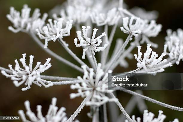 빙판 꽃 0명에 대한 스톡 사진 및 기타 이미지 - 0명, 겨울, 계절