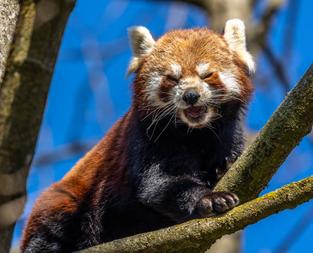 istock The red panda, Ailurus fulgens, also called the lesser panda. 1395474679