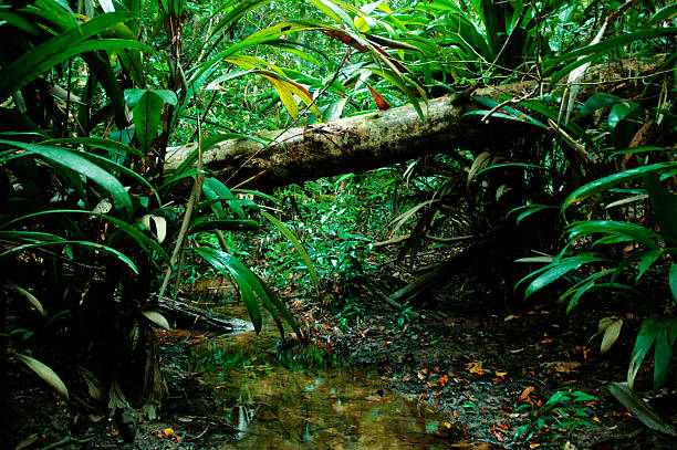 Tiny stream crossing an area of thick rainforest. North Amazon, Brazil.