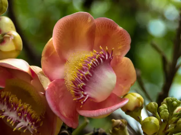 Close-up flower of Couroupita Guianensis known as Cannonball tree or Sal.