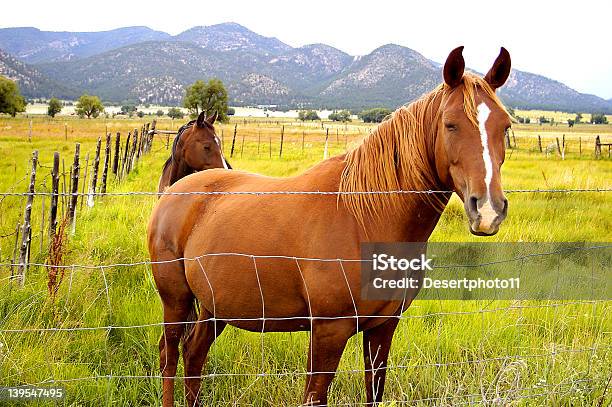 Foto de Vistas Do Novo México e mais fotos de stock de Animal - Animal, Cavalo - Família do cavalo, Deserto