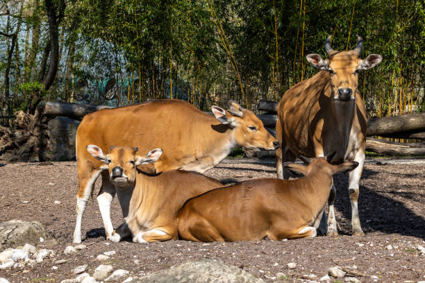 istock Banteng, Bos javanicus or Red Bull is a type of wild cattle. 1395475191