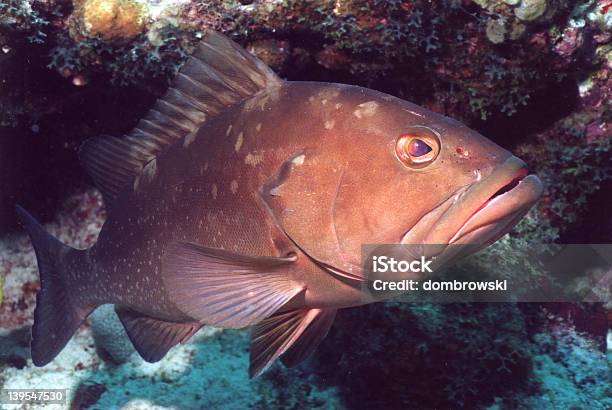 Cernia Americana - Fotografie stock e altre immagini di Florida - Stati Uniti - Florida - Stati Uniti, Parco Nazionale delle Dry Tortugas, Cernia americana