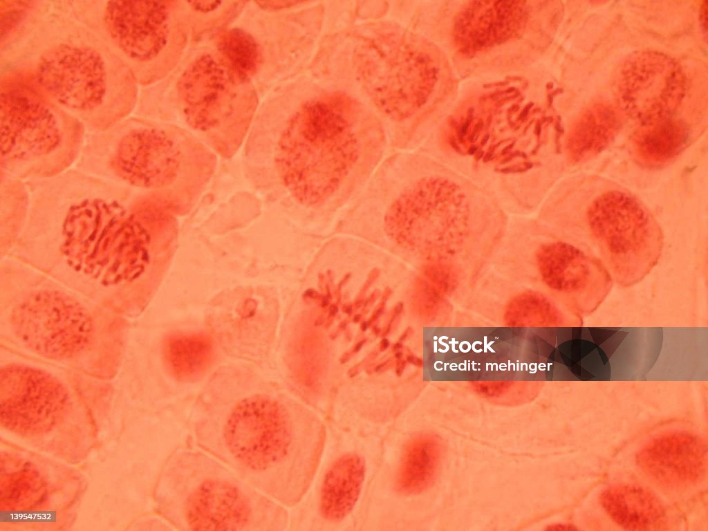 유사 분열 (세포 나눗셈 - 로열티 프리 유사 분열 스톡 사진