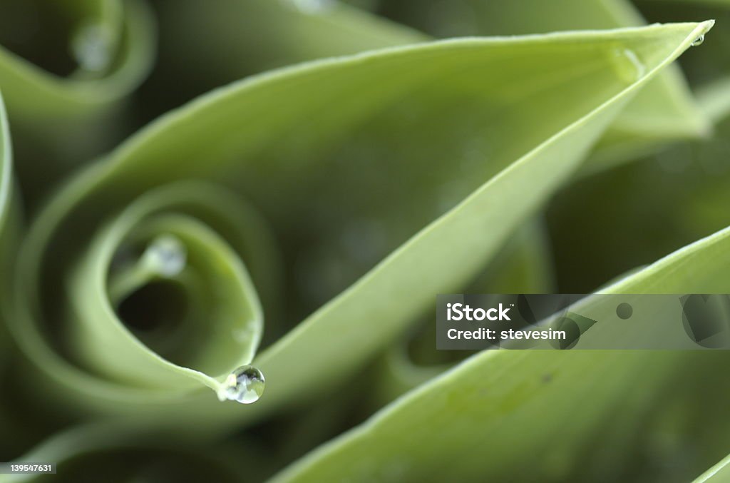 waterdrop on new hosta Hosta plant sprouts with waterdrop on tip Concentric Stock Photo