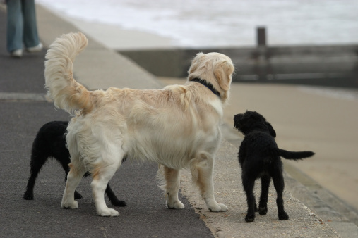 Large dog with two small friends on a seaside promenade.