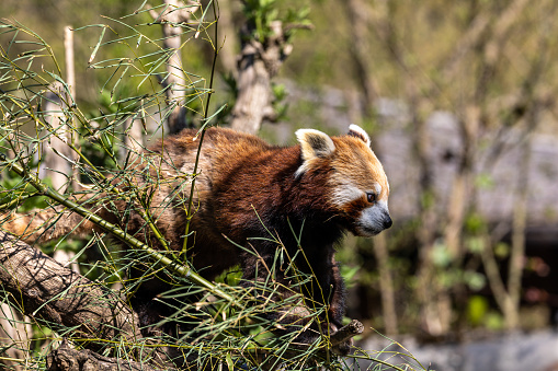 The red panda, Ailurus fulgens, also called the lesser panda and the red cat-bear.